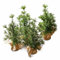 Loberon Deko-Baum 4er Set Millies, inkl. Jute-Säckchen, naturgetreu, Weihnachtsbaum, Festdekoration, Weihnachtsdekoration, Weihnachten, PVC, Eisendraht, Zement, grün/braun