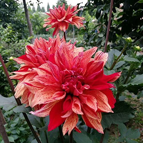 Dahlien Knollen Rot - Seltene Pflanzen Zwiebeln Serie - Dahlia Dahlie Winterharte Balkonpflanzen Steingartenpflanzen Winterhart Blumenzwiebeln MehrjäHrig FrüHlingsblüHer Zwiebeln Pflanze 6Stück
