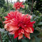 Dahlien Knollen Rot - Seltene Pflanzen Zwiebeln Serie - Dahlia Dahlie Winterharte Balkonpflanzen Steingartenpflanzen Winterhart Blumenzwiebeln MehrjäHrig FrüHlingsblüHer Zwiebeln Pflanze 6Stück
