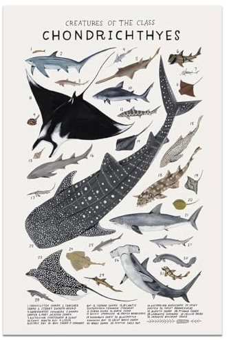 Hai-Wandkunst, Tierbilder, Hai- und Rochen-Poster, Wissensdrucke, Tiere, Fische, Leinwand, Poster, Raum, ästhetisch für Zuhause, Klassenzimmer, Büro, Badezimmer, Wanddeko, 30,5 x 45,7 cm, ungerahmt