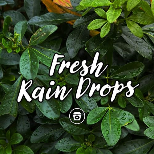 Crickets & Light Rain