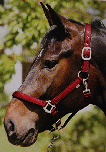 Eldorado Nylonhalfter Lea - rot - Vollblut