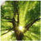 ARTland Wanddeko Wandtattoo selbstklebende Vinylfolie 50x50 cm Baum Sonne Botanik Zweige Sonnenstrahlen Sommer Wald T5GQ