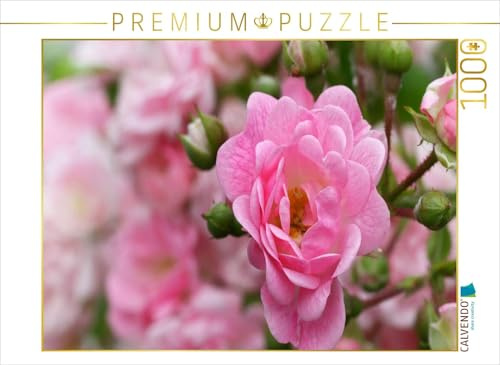 CALVENDO Puzzle Rose - Königin der Blumen | 1000 Teile Lege-Größe 64 x 48 cm Foto-Puzzle für glückliche Stunden