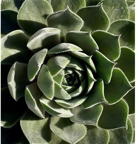 HAUSWURZ 'AQUILA' - Dachwurz, Sempervivum, winterhart, im Topf 11 cm in Gärtnerqualität von Blumen Eber - 11 cm
