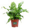 Pianta di Asplenium Nidus Pianta di Felce pianta tropicale pianta vera pianta da interno pianta ornamentale di Asplenium venduta da eGarden.store (Vaso 12 cm)