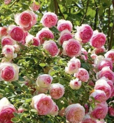 Rose Pierre de Ronsard 1 vaso 19cm scegliere il colore. FORTE RESISTENTE, alta 120mt rosetto perfetto MADE IN ITALY, curate e senza pidocchi, TERRE DI ROMAGNA, dove le piante sono piu belle!! (ROSA)