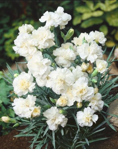 Dianthus plumarius 'Albus Plenus' ca. 9x9 cm Topf - Federnelke, weiße gefüllte Blüten, Blütezeit Mai-Juli, ideal für Steingärten, duftend, pflegeleicht
