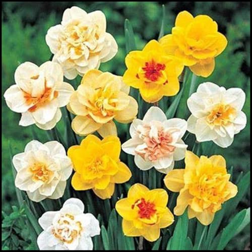 Winterhart zwiebeln, Mehrjährige Blumenzwiebel ist winterhart,Blumenzwiebel Mix, Winterhart pflanzen, Mysteriöse magische Glühbirne-4 Narzissen zwiebeln