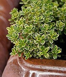 Plante herbacée de thym citronné paquet de 100 graines