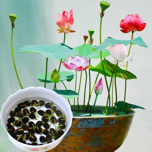 50 Stück Lotussamen Bowl Lotus Samen Schalenlotus Samen für Hausgartens Garten, Schüssel Lotusblumen Pflanzen Samen, Bonsai Lotus Samen, Blumen Balkon Lotus Saatgut Schalenlotus Samen