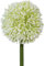 Gasper künstliche Allium Kugelblüte weiß H. 64cm Blüte D. 11cm Kunstblume
