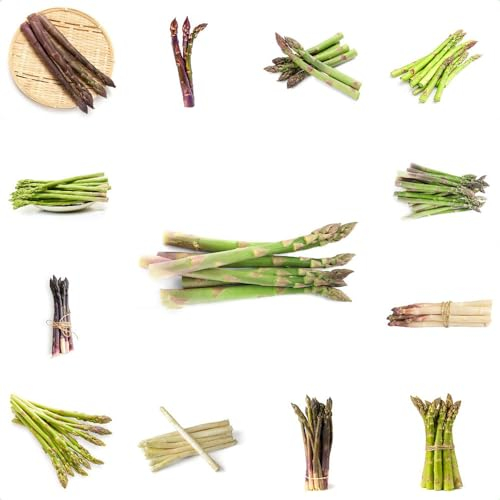 20 piezas de semillas de espárragos orgánicas - semillas de hortalizas, Asparagus officinalis, plantas en macetas, perennes resistentes, semillas de hortalizas viejas, regalo de jardín de