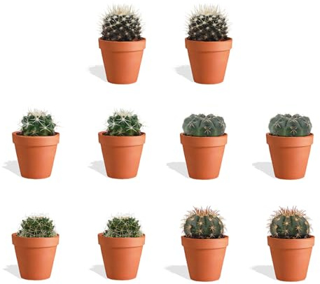 DutchLeafs Cactus Bolcactus Mix Mini Cactus in terracotta Vaso da fiori - 10 pezzi - Vaso 5,5 cm - Altezza 8-15 cm - Mini Piante - Cactus Mammillaria - Piante da appartamento
