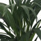 Kentia - Palmera de interior - Maceta 22cm. - Altura total aprox.1,30m. - Planta viva - (Envío sólo a Península)