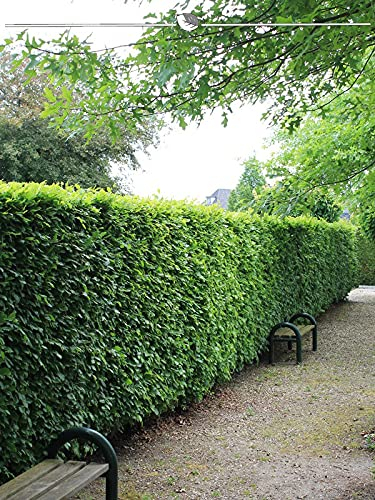 Rotbuche Fagus sylvatica 80-100 cm im Topf. Angebot: 40 Buche Pflanzen. Buchenhecke