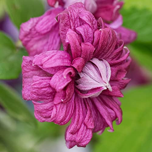 Clematis Purpurea Plena Elegans | Hardy Climbing Garden Plant in 9cm Pot
