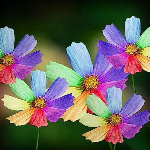 Saterkali Semillas de crisantemo, 300 piezas Increíbles semillas de crisantemo de color arcoíris Semillas de flores Decoración de jardín para el hogar