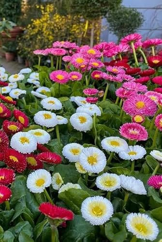 1 Pack of 6000 SEEEDS Bellis PERENNIS - Monstera Double