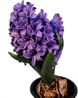 Hyazinthe im Topf als Eintrieber angetrieben blau
