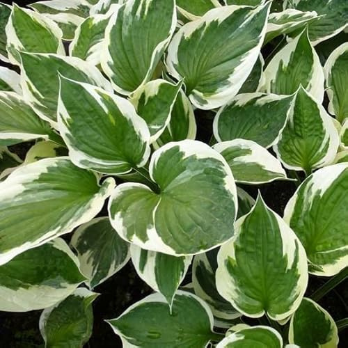 6x Graublättrige Goldrand Funkie 'Patriot' - Hosta fortunei ‘Patriot’ - Topf 9x9cm