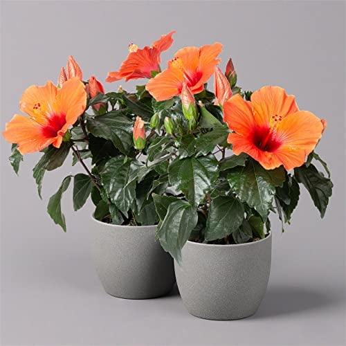 Hibiskus, orange, Topf-Ø 13 cm, Höhe ca. 35 cm, 2 Pflanzen