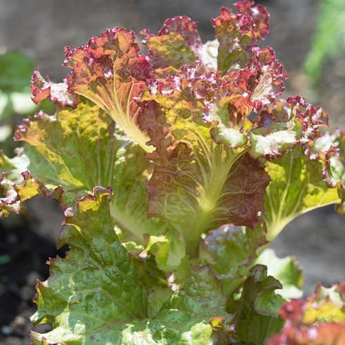 Red Sails Leaf Lettuce Seed 5 Lb ~544,000 Seeds | Lactuca Sativa | 45 Days | AAS Winner | Green with Red Tips | Mildly Sweet | Cold Hardy | Non-GMO | Loose-Leaf | Bulk Lettuce Seeds for Salad Gardens