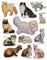 alles-meine.de GmbH 12 TLG. Set 3-D ! Wandtattoo/Fensterbild/Sticker - Katzen - wasserfest - selbstklebend Adler Wandsticker Aufkleber Pop-Up Tiere Katze