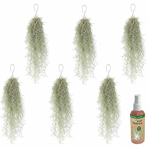 vdvelde.com - Ecoworld Luftpflanzen Usneoides Tillandsia + 2x Tillandsien Spray für kräftige und intensiver gefärbte Pflanzen - 6 Strauß ca. 50 cm lang - Hängende Zimmerpflanze - Aus eigen Gärtnerei