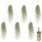 vdvelde.com - Ecoworld Luftpflanzen Usneoides Tillandsia + 2x Tillandsien Spray für kräftige und intensiver gefärbte Pflanzen - 6 Strauß ca. 50 cm lang - Hängende Zimmerpflanze - Aus eigen Gärtnerei