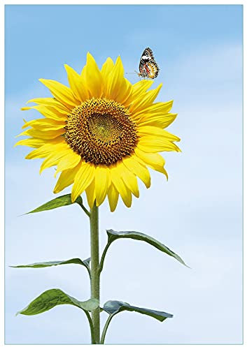 Wallario Glasbild Sonnenblume mit Schmetterling - 70 x 100 cm Wandbilder Glas in Premium-Qualität: Brillante Farben, freischwebende Optik