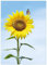 Wallario Glasbild Sonnenblume mit Schmetterling - 70 x 100 cm Wandbilder Glas in Premium-Qualität: Brillante Farben, freischwebende Optik