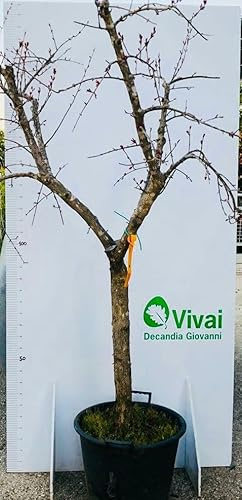 PIANTA DI MELOGRANO MOLLAR (SENZA SEMI) apireno altezza cm 180/190cm in mastello