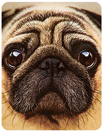 3D LiveLife Magnet - Mops von Deluxebase. Linsenförmige 3D Hund Kühlschrankmagnet. Dekoration für Kinder und Erwachsene mit Kunstwerk lizenziert von bekannt Künstler, David Penfound
