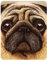 3D LiveLife Magnet - Mops von Deluxebase. Linsenförmige 3D Hund Kühlschrankmagnet. Dekoration für Kinder und Erwachsene mit Kunstwerk lizenziert von bekannt Künstler, David Penfound