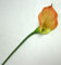 1 Kunstblume Calla Rose` ca. 50 cm