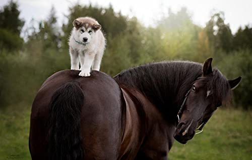 LHJOY Puzzle Mädchen 3D Puzzle 1000 Teile Pferd Hund Husky 75X50Cm