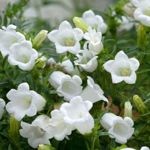 Campanula persicifolia VAR. alba - Peach-leaved Bellflower - Hardy Perennial with Graceful White Blooms for Cottage Gardens – 2X 1 Litre Potted Plants by Thompson & Morgan
