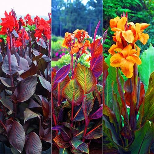 Canna Bulbs-Canna Lily Bulbs for Planting Now UK,Canna Lily Plants UK,Wedding Flowers,Garden Flowers,Ornamental Flowers,Hardy Perennial-2bulbs-c