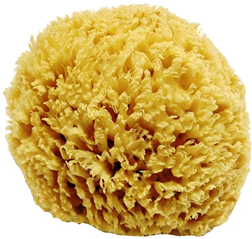 Unbleached Honeycomb Natural Sea Sponge - 100% Natural, Organic, Strong, Durable, Hypoallergenic -for Children and Adults - Used in Bath, Shower, Cleansing, Exfoliating, Art, Pets, Gift (Large)