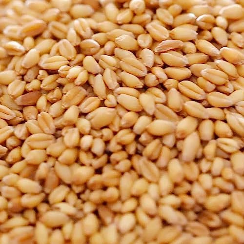 Copdock Mill Whole Wheat Chicken Feed 20kg | Suitable for Wild and Caged Poultry, 100% Natural, Made in the UK