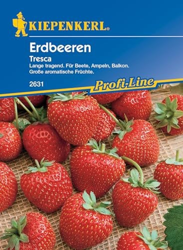 Kiepenkerl Profi-Line Erdbeerensamen Tresca – Große aromatische Früchte, Einfache Anzucht, Ideal für Balkon & Garten, Mehrjährige Ernte, Erdbeeren Pflanzen Immertragend, Früchtesamen