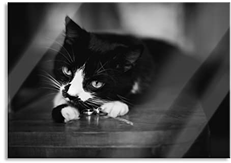 Glasbild | Wandbild aus Echtglas | Katze spielt mit Ehering | 60x40 cm | inkl. Aufhängung und Abstandshalter