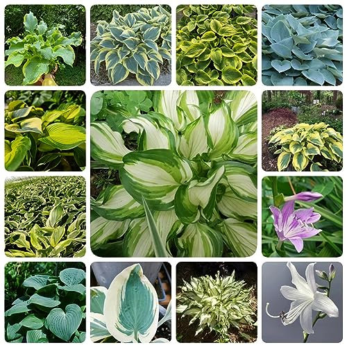 80 piezas Semillas de Hosta (Hosta plantaginea) Flores de balcón, plantas resistentes al aire libre Favor de invitados de semillas de flores, semillas Plantas en macetas reales, plantas