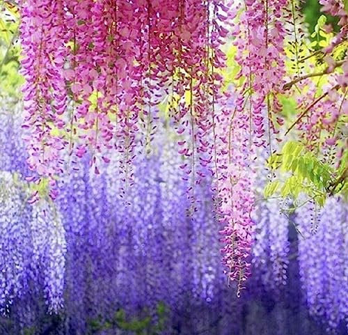 Semi di Glicine Viola, 200 Pezzi Semi di Glicine Viola produttivi Facile germinazione attraenti Semi di Fiori Naturali Assortiti Forniture da Giardino Mescola Il Colore