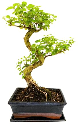 Ligustrum Bonsai Zimmerpflanze (ca 8 Order 9 Jahre) 1 Stuck (ca. 10 Jahre)