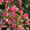 semillas de rosal trepador arbustos resistentes, jardín rosales variedades antiguas semillas, flores primavera, balcón invernadero rápido crecimiento 600pcs
