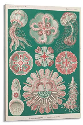 Poster / Kunstdruck auf Leinwand, Motiv: Discomedusae; Aurelia von Ernst Haeckel, 30 x 45 cm