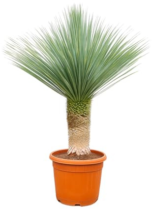 Palmlilie Yucca Rostrata - 55cm Topf - ca. 150-170 cm hoch