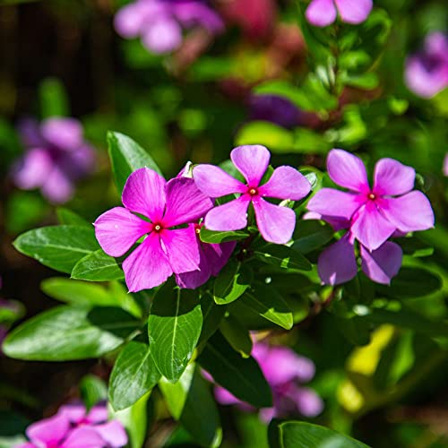 Immergrün Winterhart Samen, Catharanthus Roseus, Madagaskar Immergrün, Bodendecker Samen Winterhart Exotische Pflanzen Hochbeet Für Balkon Blumen Saatgut Bienen Geschenk Garten Blumen 50 Stück